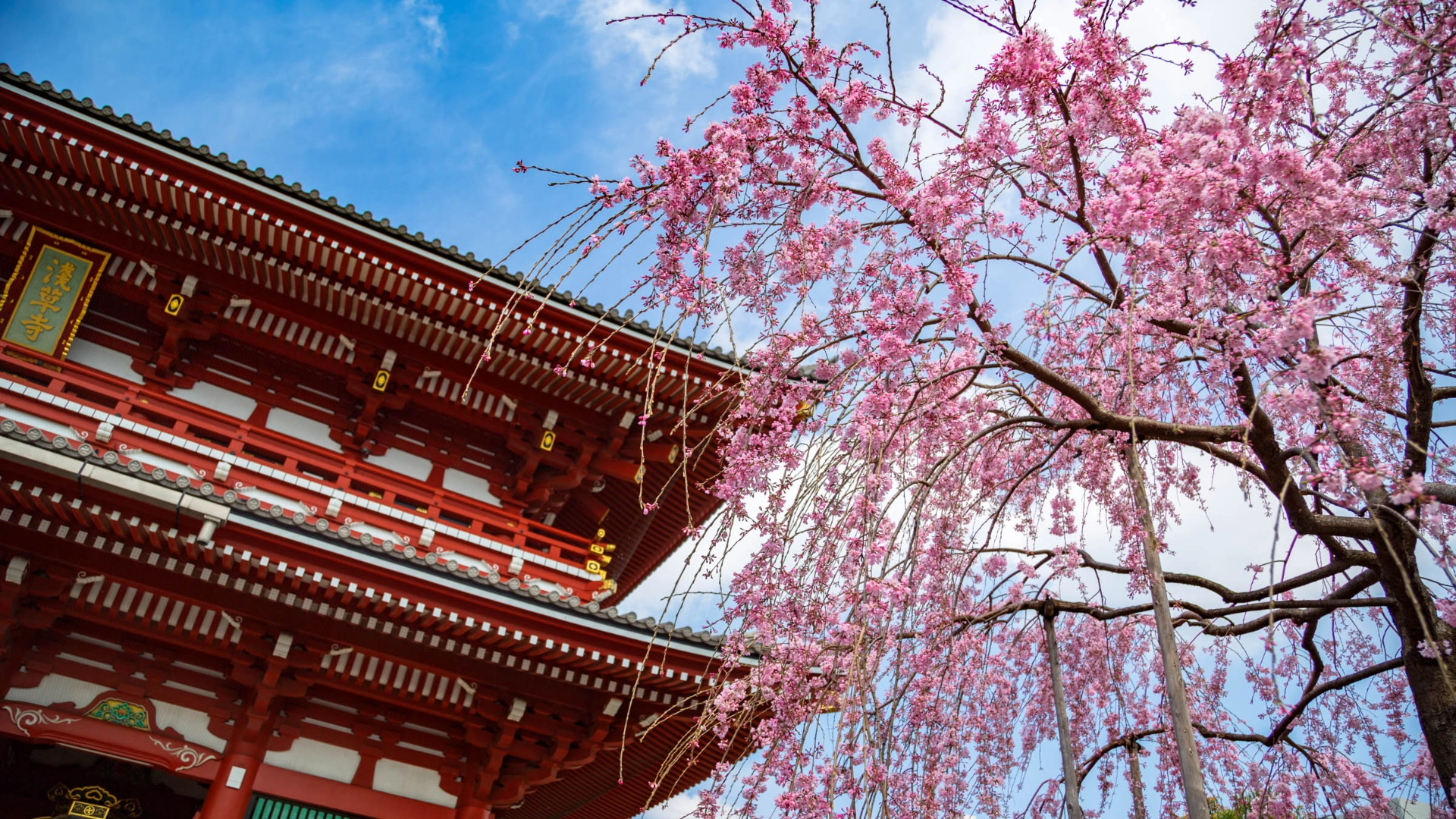 Körsbärsträd i blom vid Asakusa Kannon-templet